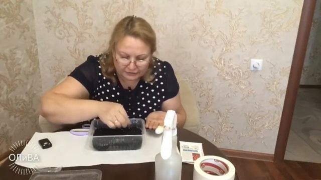 Как вырастить малину из семян (часть 1) смотреть онлайн