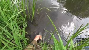 Как ловить ГОЛОВЛЯ на майского ЖУКА.