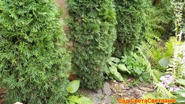 Стрижка туи Смарагд. Стрижка хвойных своими руками. КАК СПАСТИ ТУЮ.ОБРАБОТКИ И ПОДКОРМКИ.САД.ДАЧА.