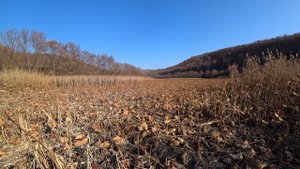 Лотосовое озеро в Абрау-Дюрсо. Как проехать? Что стало с озером Бам. (Папа Может)