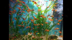 Карнавал животных К  Сен Санса Аквариум