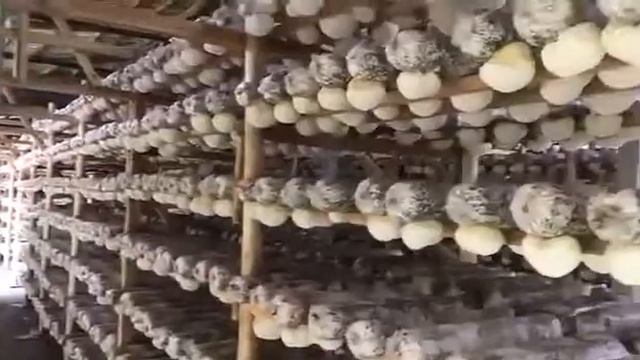 Ежовик гребенчатый фермерский.ноябрь 2022г.