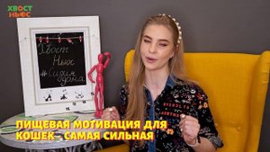 Дрессировка кошки в домашних условиях