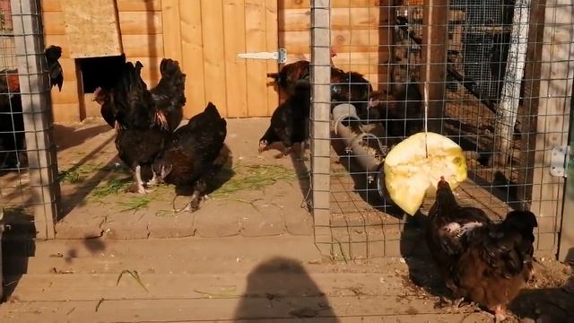 Чтобы куры неслись осенью и зимой.......... смотреть онлайн