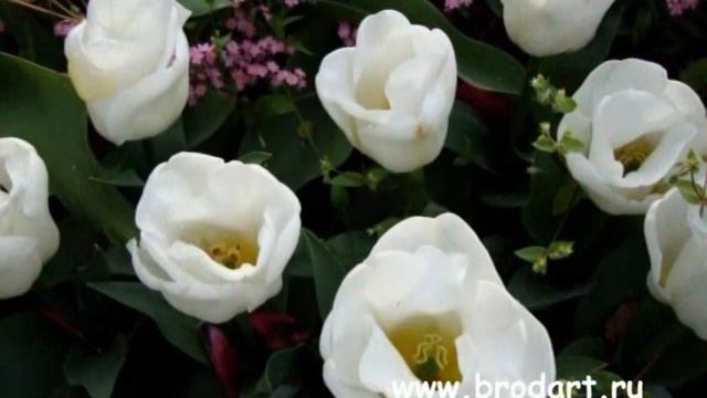 Алексей Пузырёв и группа Бродячие Артисты - Цветы смотреть онлайн