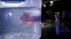 ECERAN PAKETAN CHICLID !!! BERAPA YA? UPDATE HARGA IKAN CHICLID DI JATINEGARA TERBARU