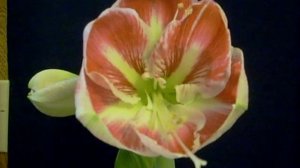 Amaryllis Bulb Prelude Hippeastrum