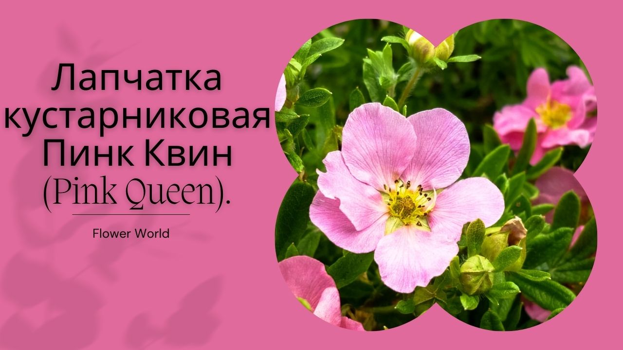 Лапчатка кустарниковая Пинк Квин (Pink Queen)??