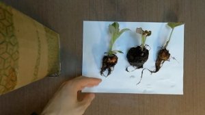 ГЛОКСИНИЯ. Пробуждение глоксинии и пересадка после зимовки.