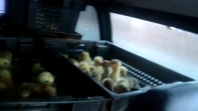 Гусята суточные, перевозка "Гуси-Утки.Рф" смотреть онлайн