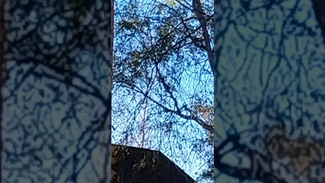 Squirrels Playing in The Trees смотреть онлайн