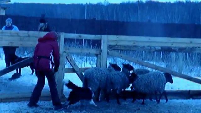 Первые овцы смотреть онлайн