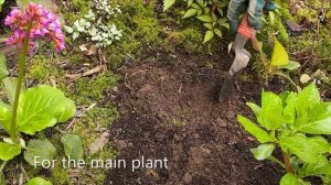 Transplant A Wintergreen (Gaultheria Procumbens) - April 27, 2022