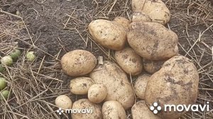 МОДНЫЙ КАРТОФЕЛЬ КОЛЛЕКЦИЯ ЛИПАТОВОЙ АНАСТАСИИ // СЕКРЕТЫ ХОРОШИХ УРОЖАЕВ // ВАЦАП 89152458159