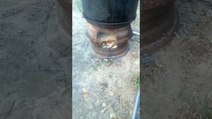 Печь за 15 минут для варки корма животным