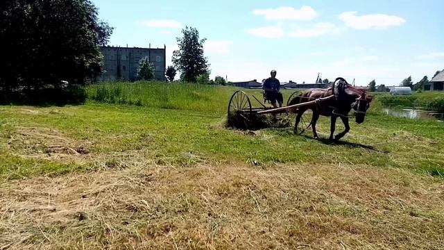 Заготовка сена. Возим рулоны. Складываем на вешала.Latvian village#влог#работаналошаде#жизньвдеревн