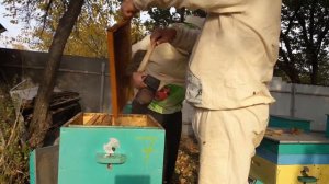 Объединение слабых семей в зиму