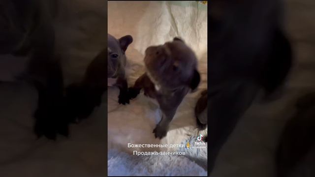 Голубой солид #frenchbulldog ожидаем осенью 2023 🥰эти все проданы детки