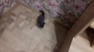 Мне подарили котёнка! На день рождение.