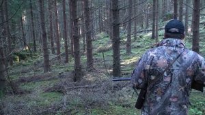 охота на касулю с бассетом