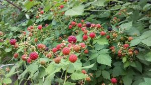 ВЫРАЩИВАЕМ ЕЖЕВИКУ. КУМБЕРЛЕНД