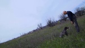 курцхаар . обучение апортировке(подаче птицы) 04,05,21