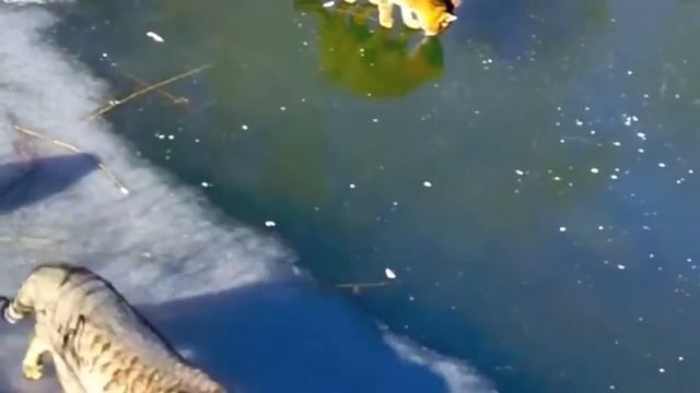 Кетингтон каждый день // Коты на льду 2017 смотреть онлайн