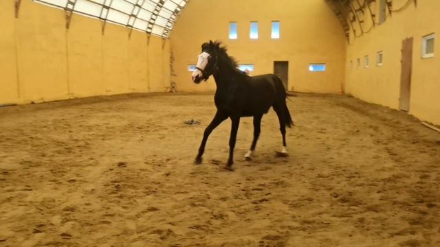 Второй раз пробуем заниматься без корды, очень сближающий прием. смотреть онлайн