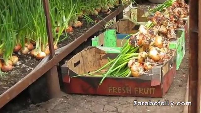 Процент выгонки зеленого лука смотреть онлайн