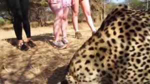 Добрый и ласковый леопард. Забавный леопард