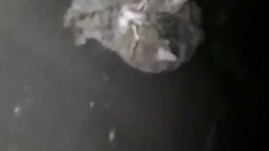 умирает кот на улице