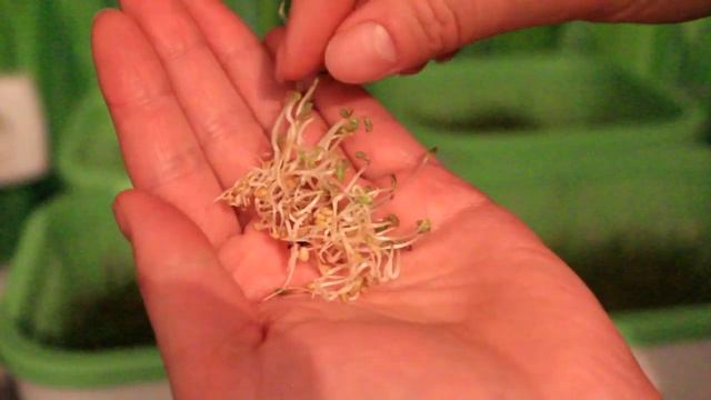 Обзор микрозелени на 10 день смотреть онлайн