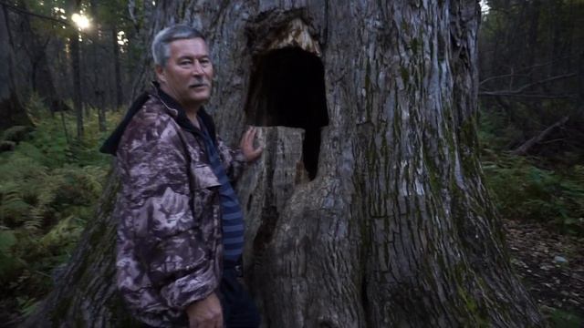 Черный тополь