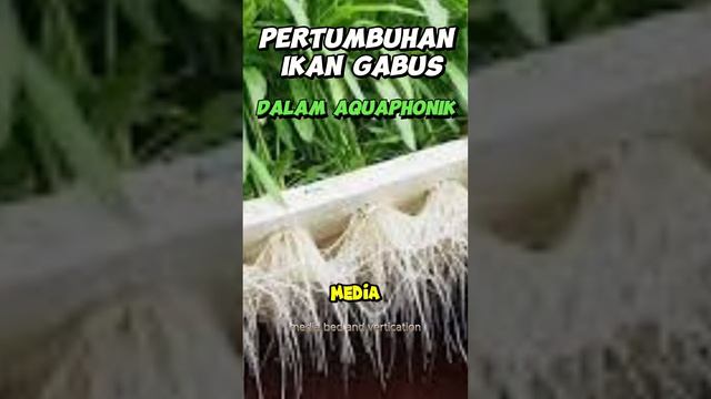 PERTUMBUHAN IKAN GABUS DAN TANAMAN DI AQUAPHONIK #ikan #kolamikan#hidroponik #ikanhias #budidayaika