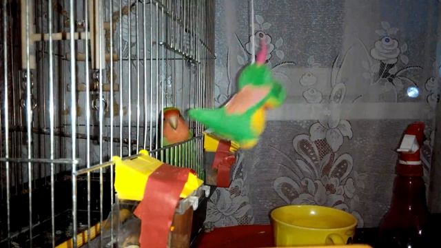 Попугай Розовощекий неразлучник - дерётся! 8мес. смотреть онлайн