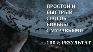 Самый простой и быстрый способ избавиться от муравьев #муравьи #муравей