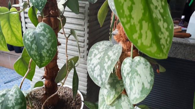 SIRIH GADING SILVER (SCINDAPSUS PICTUS) смотреть онлайн