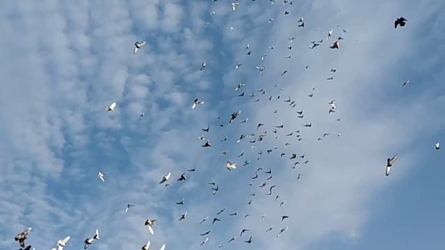 Головатые двухчубые бойные голуби: Бакинские бойные голуби в гостях у голубевода Сергея Петровича!