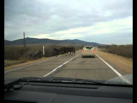 Авто перегон