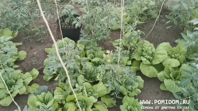 Этот редкий овощ незаменим на нашем столе вот уже много много лет КРАСАВИЦА ХАКУСАЙ ЛИСТОВАЯ КАПУСТ