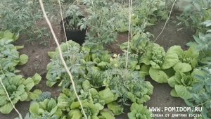 Этот редкий овощ незаменим на нашем столе вот уже много много лет КРАСАВИЦА ХАКУСАЙ ЛИСТОВАЯ КАПУСТ