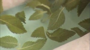 Рефлекторный массаж стоп.  Подготовка к работе