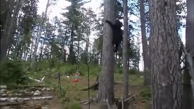 Страшнее кошки зверя нет смотреть онлайн