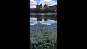 Лефортовские пруды, рыбалка