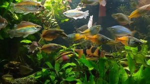 Конго-радужницы-боцки