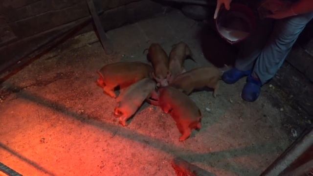 ПОРОСЯТА ПОДРАСТАЮТ смотреть онлайн