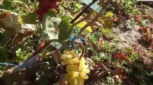 Грозди на прививках новых форм винограда Маэстро, Краснотал, Алекс 17 сентября 2021