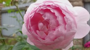 РОЗЫ сравнение двух  ПОХОЖИХ сортов СЦЕПТРД АЙЛ и ХЕРИТЕДЖ #розы #розыостина