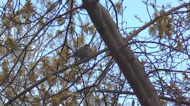 Воробьи видят мир в розовом свете! А в шее воробья в два раза больше позвонков, чем у жирафа! смотреть онлайн