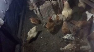 Выпускаю цыплят ко взрослым курам